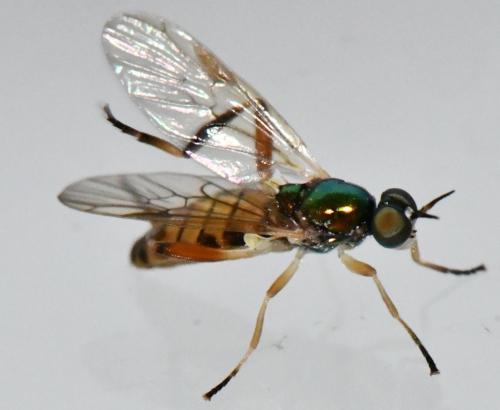 Chorisops tibialis